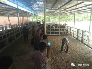 生態養牛技術 廣西助農公司專業服務，助您科學養殖成功