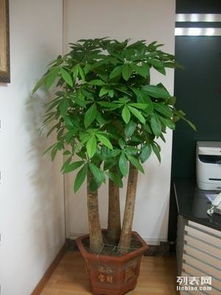 上海辦公室綠植租擺與花卉租賃服務(wù) 專業(yè)園林綠化，價(jià)格實(shí)惠，助力商務(wù)環(huán)境升級